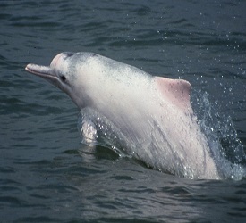 クルーズ船からドルフィンウォッチング（約3時間）